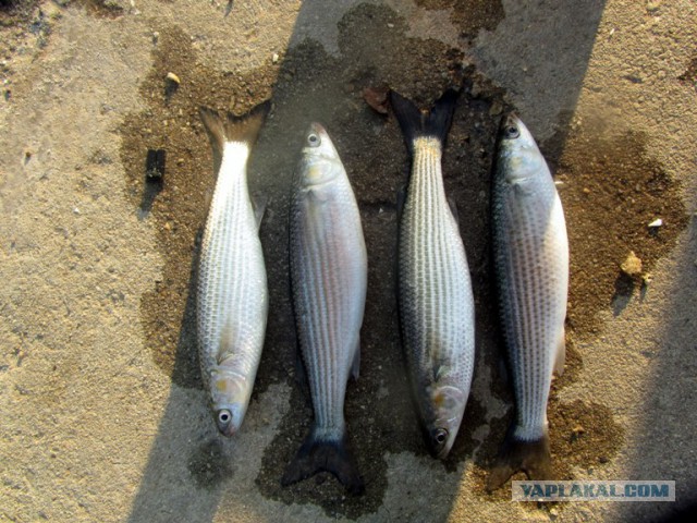 Отдохнули в Очакове