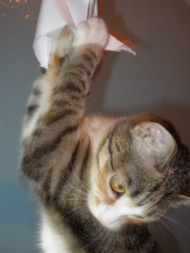 Коты, кошки, котята