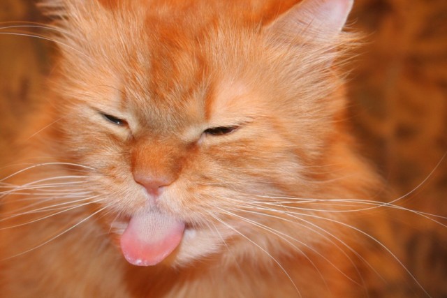 Коты, кошки, котята