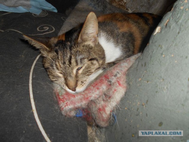 Жизнь домашнего приюта для котеек 107