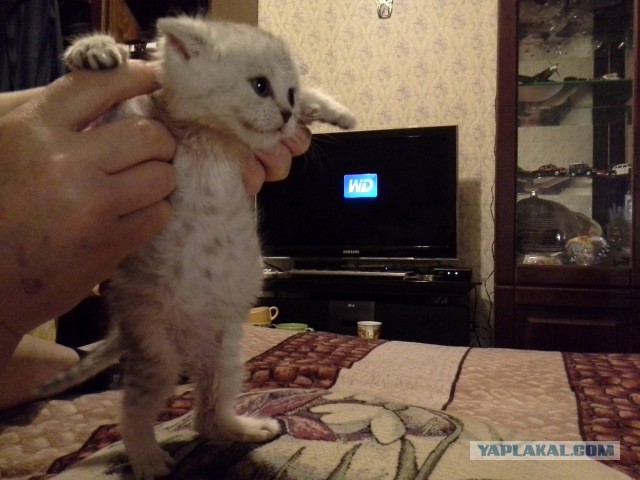 Котовторник - начало
