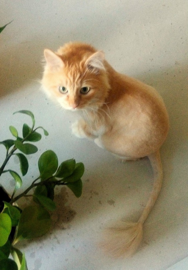 КотоВторник 26.04.2016