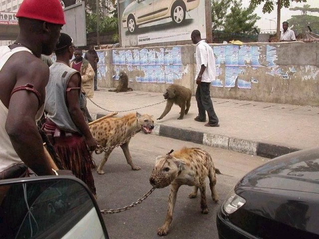 Африканские домашние... собачки?