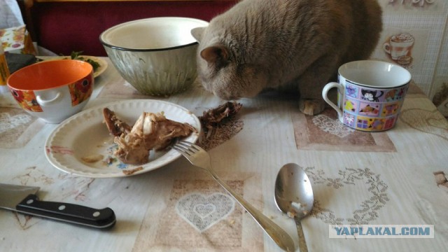 Котовторник 26.07 2016