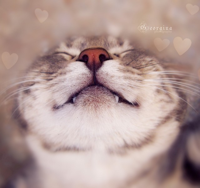 Коты и Кошки