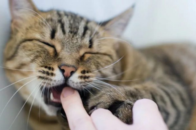 Коты и Кошки