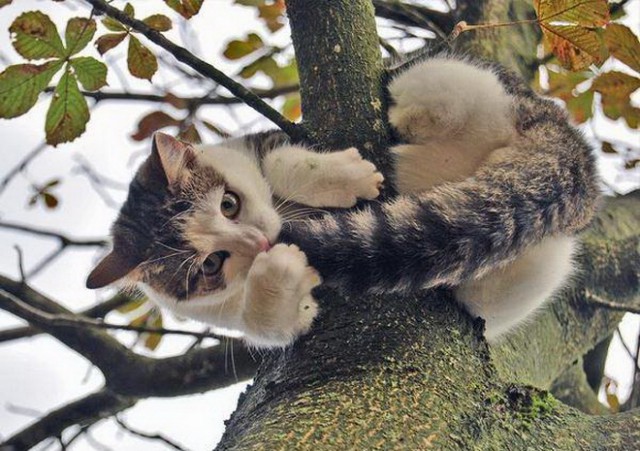 Коты и Кошки