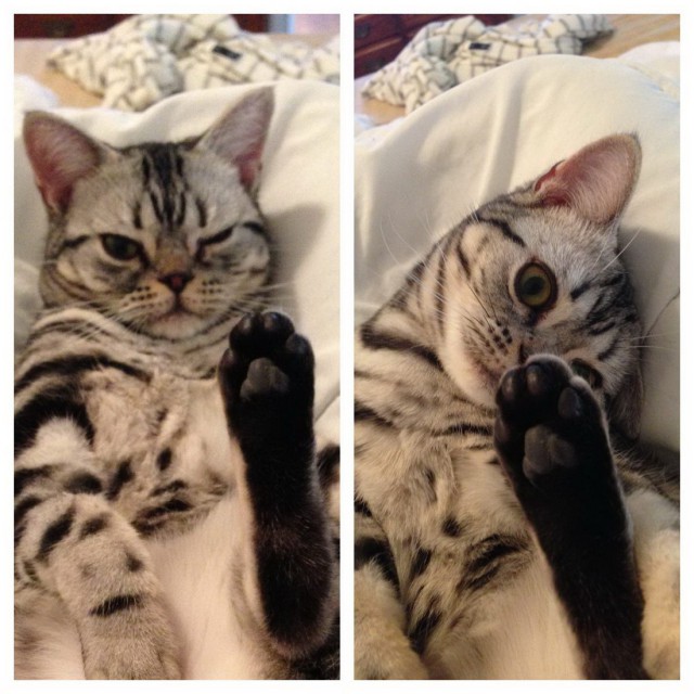 Коты и Кошки