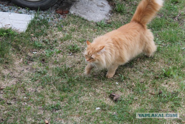 Коты и Кошки