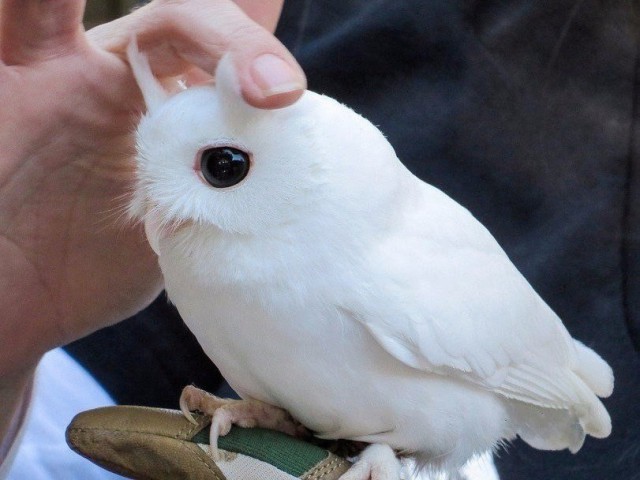 Живность из сети