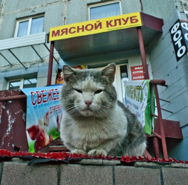 20 шикарных фотографий, в которых вся суть котов