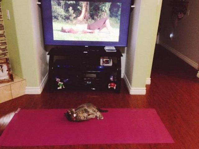 Коты и Кошки