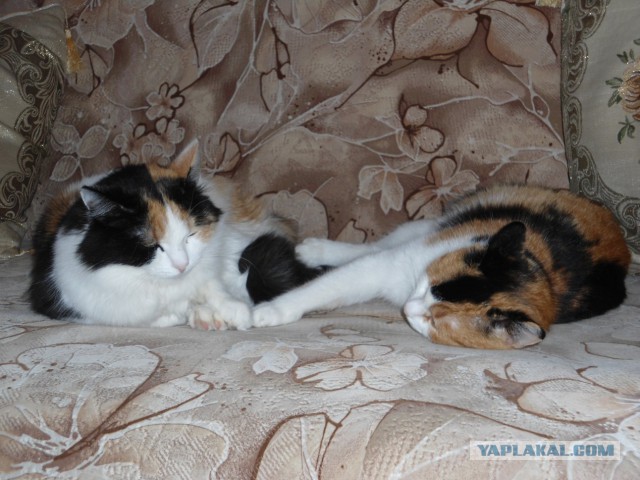 Котовторник