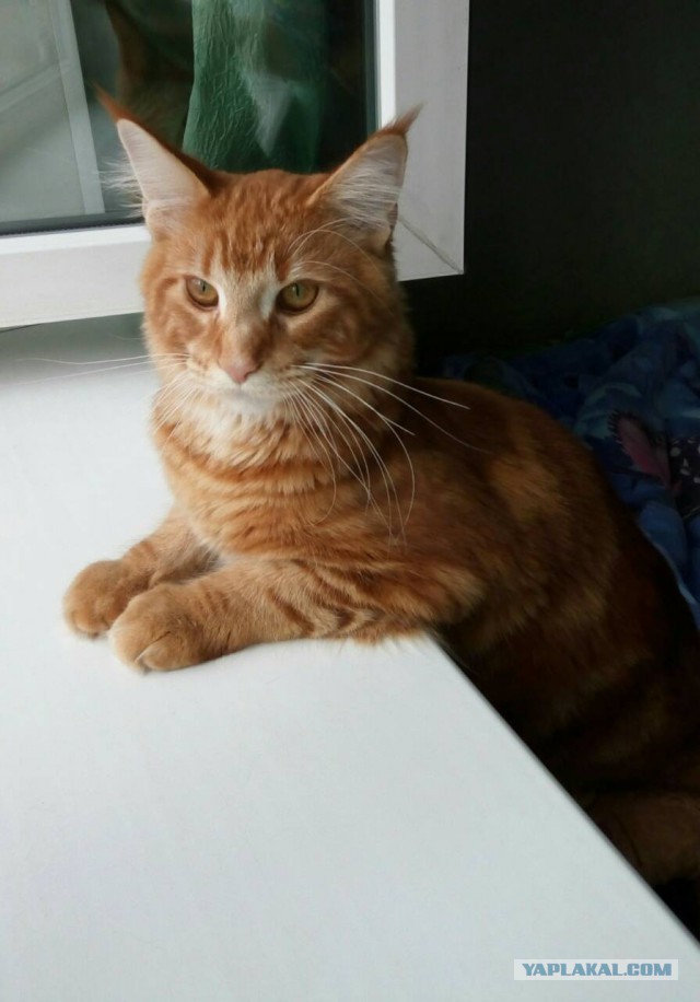 Котовторник 28.11.2017