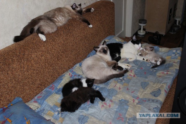 Котовторник 02.01.2018