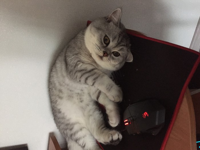 Котовторник  13.02.2018