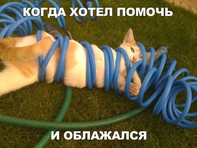Фотобомбы котов