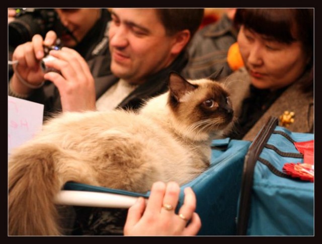 Прикольные коты на среду! ОЧЕНЬ МНОГО!