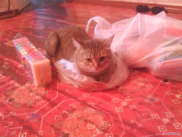 Котовторник  на  ЯПлакалъ