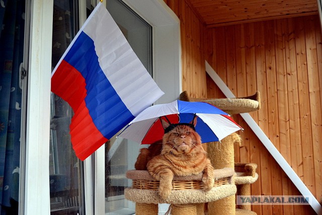 Джокер и его семья