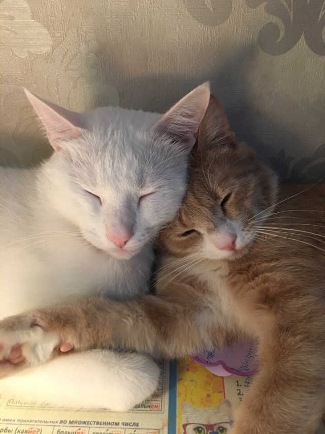 Немного милоты