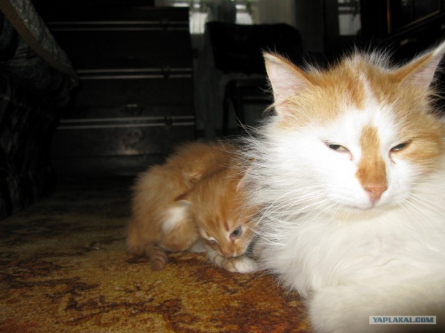 Котовторник на ЯПе (21.04.2009)