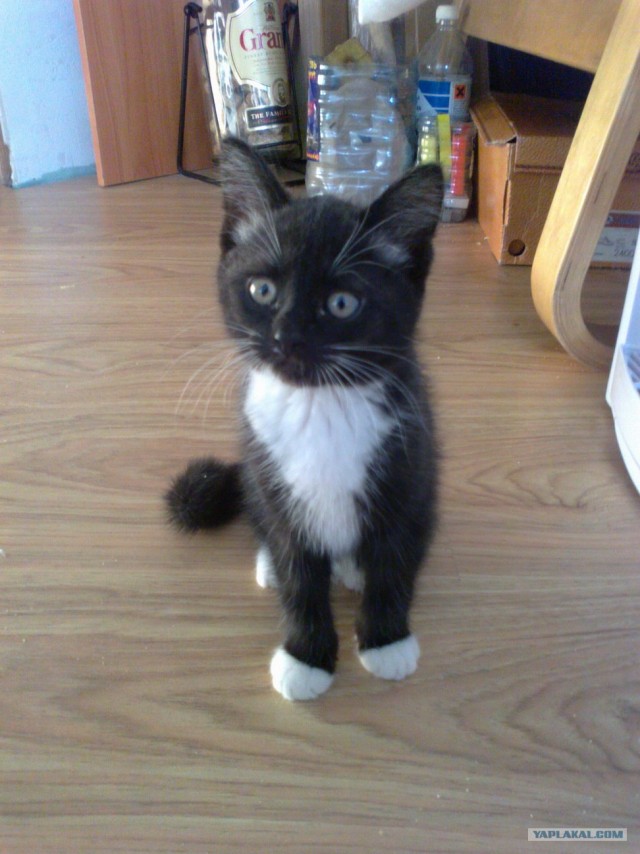 Котовторник!
