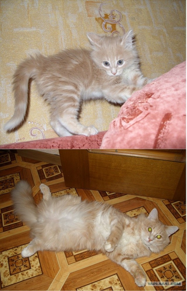 Десантный котовторник
