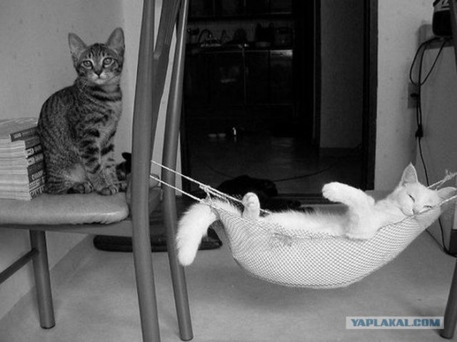 Котовторник: Кошки и ягнёнок