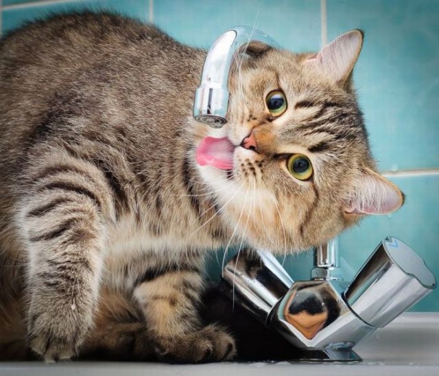 Котовторник так котовторник!
