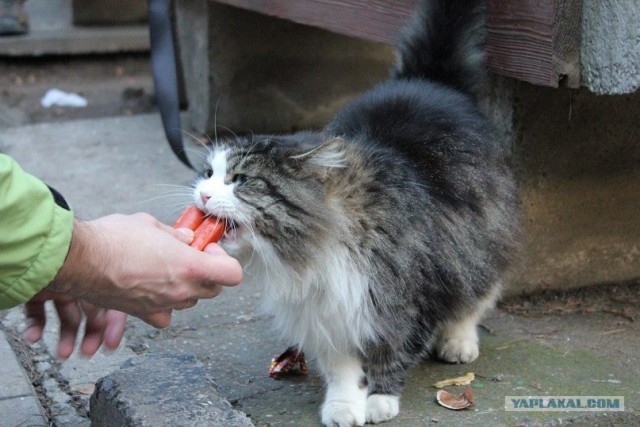 Котовторник (10.01.2012)
