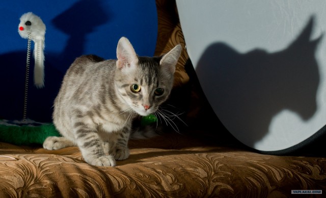 Котовторник (14.02.2012)