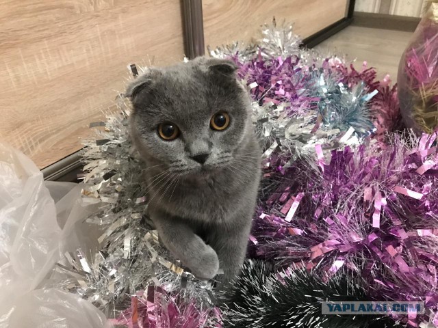 Котовторник 18.12.2018
