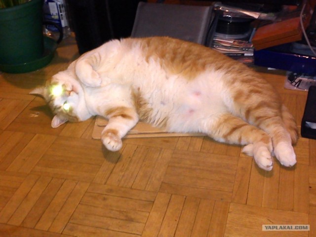 Котовторник 1 мая 2012