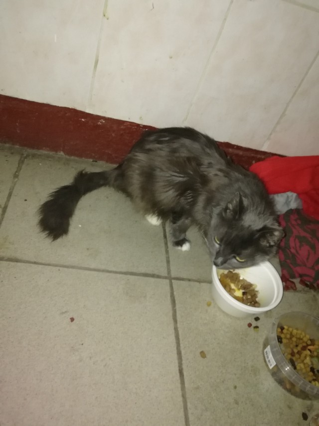 Прикольных котов пост