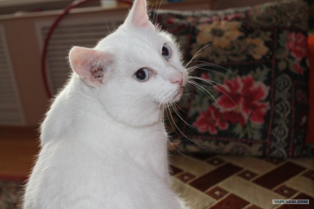 Котовторник 22.05.2012
