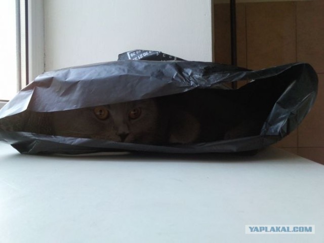 Котовторник   5.06.2012