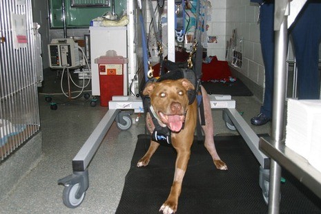 Питбуль спас хозяйку из-под поезда