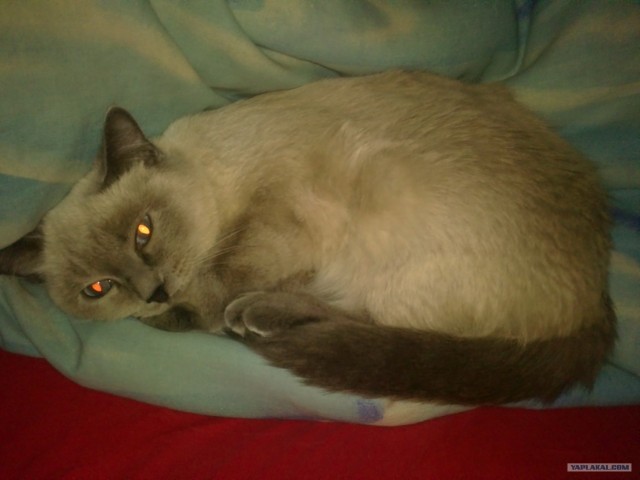 Котовторник 24.07.2012