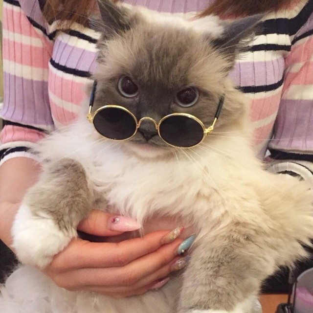 Прикольных котов пост