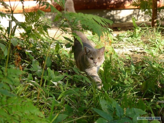 Котовторник  21.08.12
