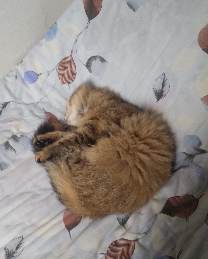 Как спят наши животины....