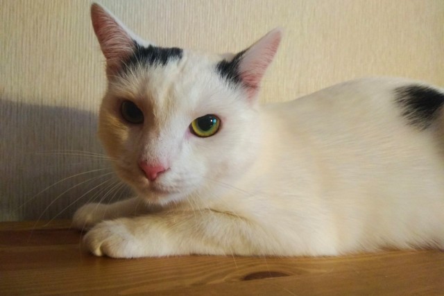 Забавные фото котеек