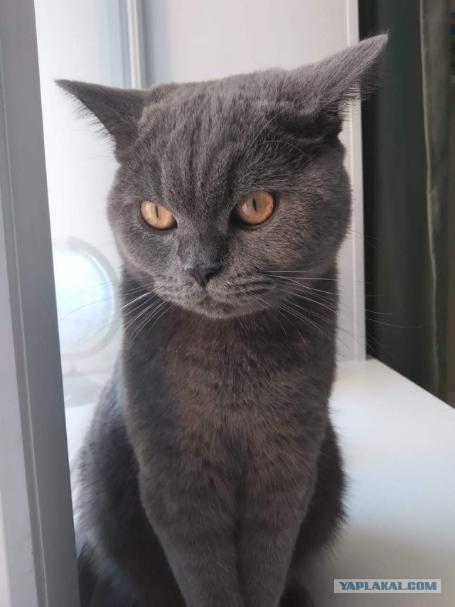 Котейка. Позитива пост. Эволюция?