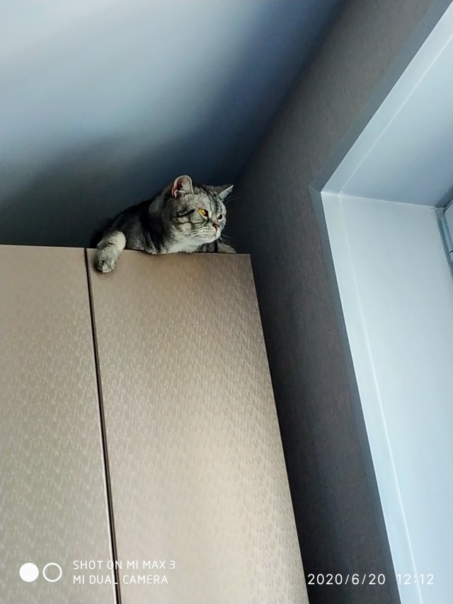 Картинки на котовторник 1.09.20