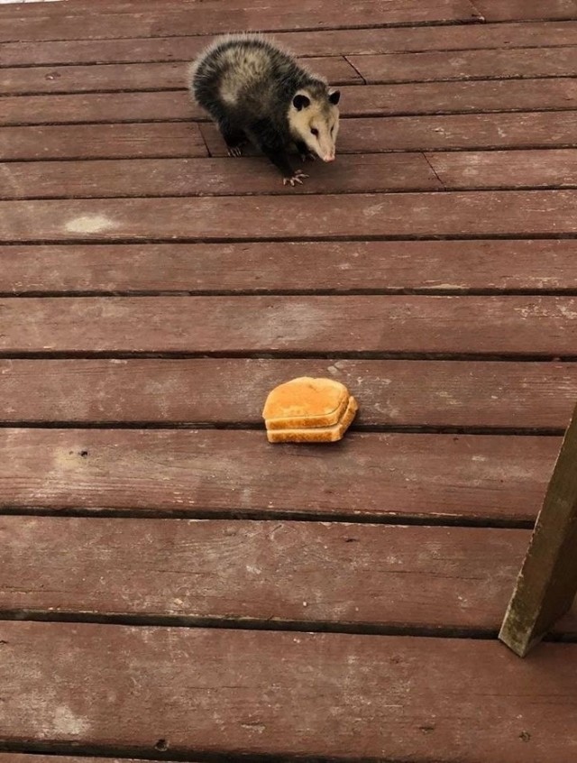 Чуток картинок не про вирус  18.0.  Животные