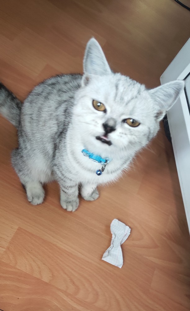 Про котикоф