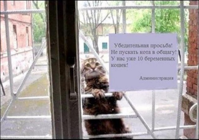 Круче, сильнее и целеустремленнее, чем этот кот, просто не бывает!
