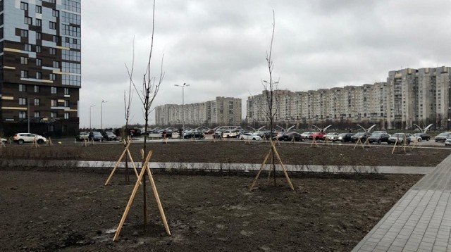 У жителей Приморского района Петербурга украли елки, чтобы посадить их у храма