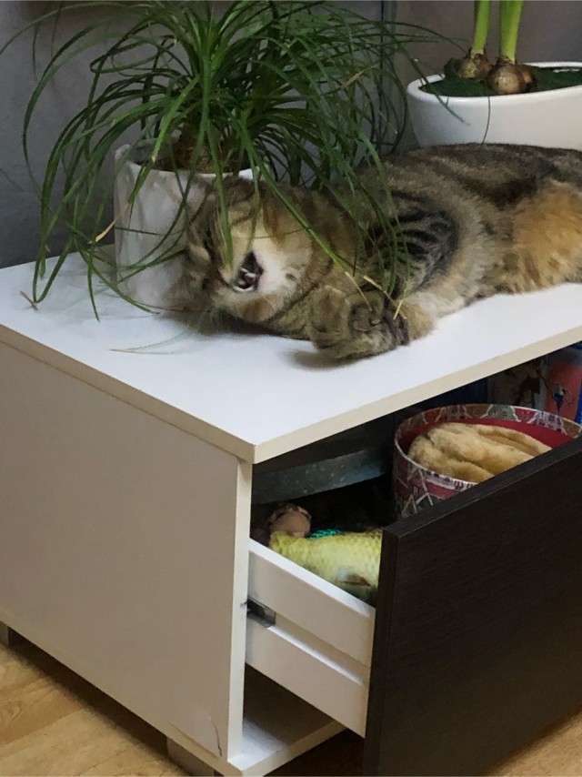 Котовторник. Добавляйте своих